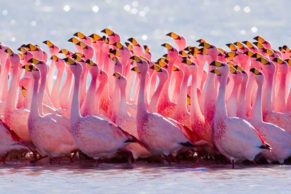 flock-of-flamingo