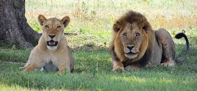 male-and-female-lion