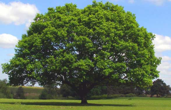 oak-tree