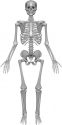 human-skeleton